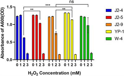 Lactic acid bacteria with a strong antioxidant function isolated from “Jiangshui,” pickles, and feces